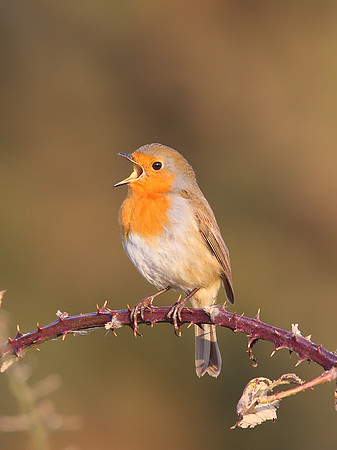 Robin