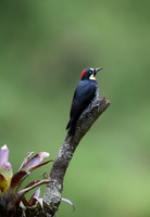 Acorn Woodpecker