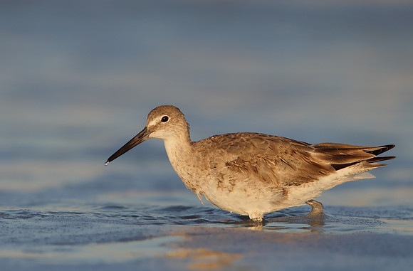 Willet