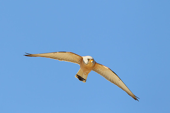 Lesser Kestrel