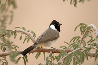White-eared Bulbul