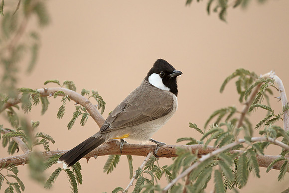 White-eared Bulbul