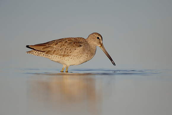 Short-billed Dowitcher