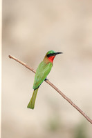 Bee-eaters