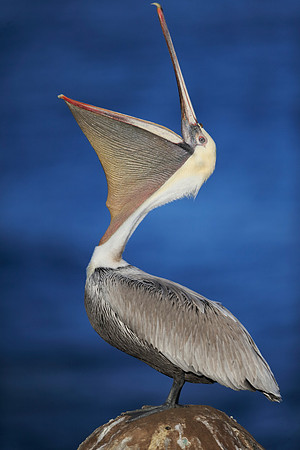 Brown Pelican