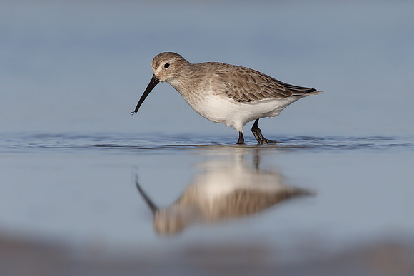 Dunlin