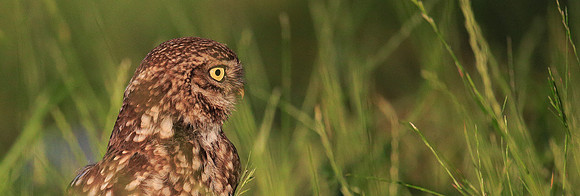 Little Owl