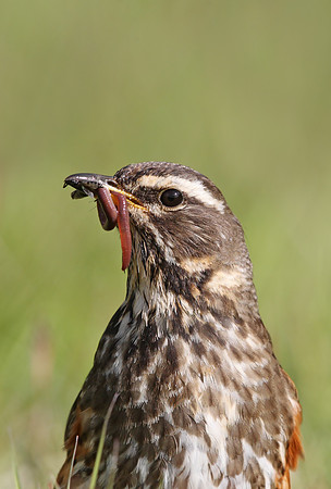 Redwing