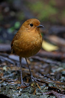 Equatorial Antpitta