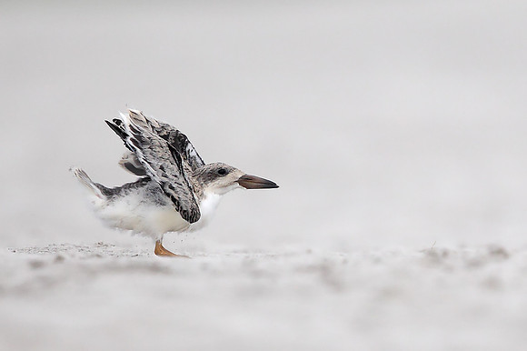 Black Skimmer