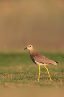 White-tailed Plover