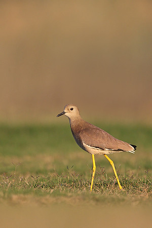White-tailed Plover