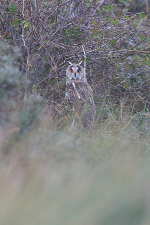 Long-eared Owl