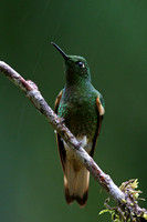 Buff-tailed Coronet