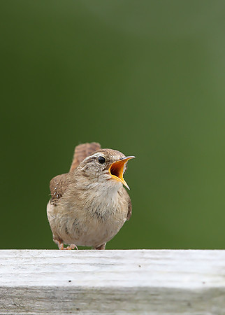 Wren