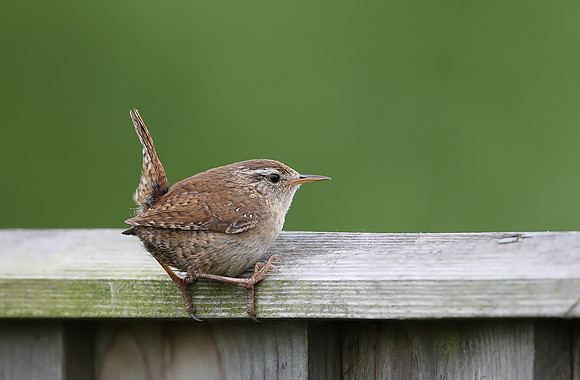 Wren