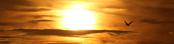 Brown Pelican Sunset II