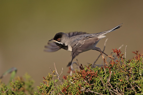 Ruppell's Warbler