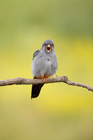 Red-footed Falcon