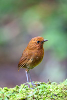 Chami Antpitta