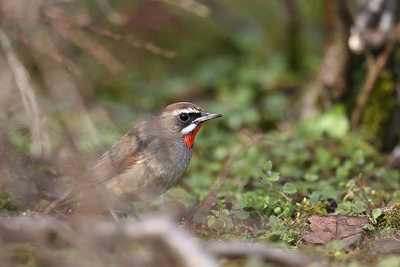 Siberian Rubythroat