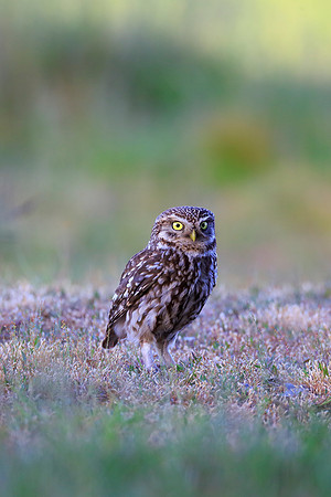 Little Owl