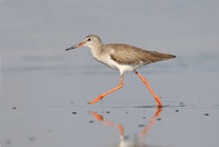 Redshank
