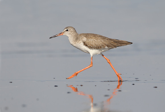 Redshank