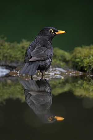 Blackbird