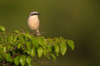 Red-backed Shrike