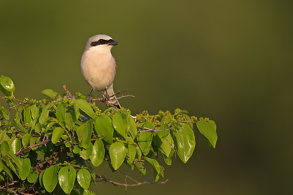 Red-backed Shrike