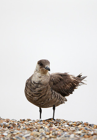 Arctic Skua