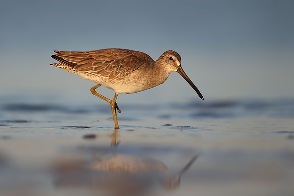 Short-billed Dowitcher