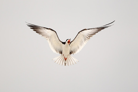 Black Skimmer