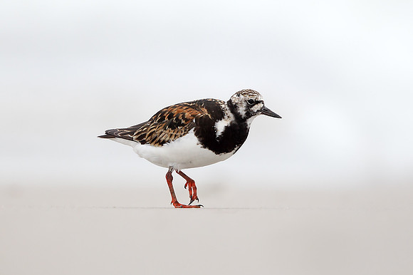 Turnstone