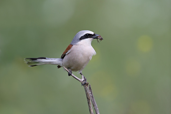 Red-backed Shrike