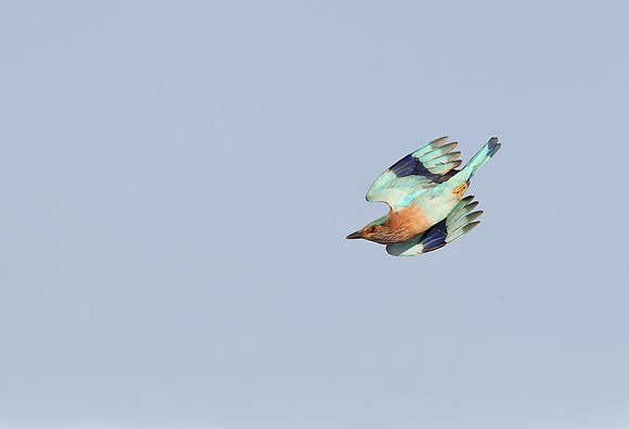 Indian Roller