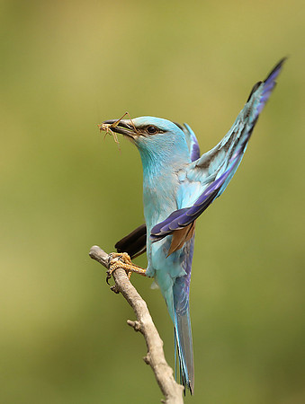 Roller