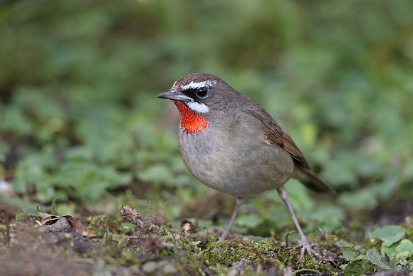 Siberian Rubythroat