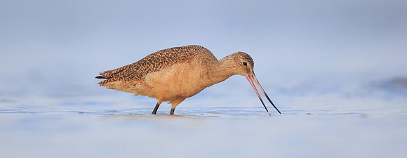 Marbled Godwit