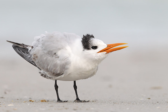 Royal Tern