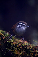 Grey-breasted Wood-Wren