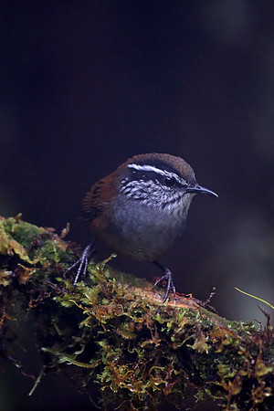 Grey-breasted Wood-Wren