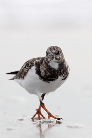 Turnstone
