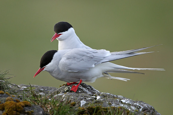 Arctic Tern