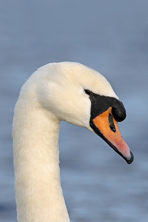 Mute Swan