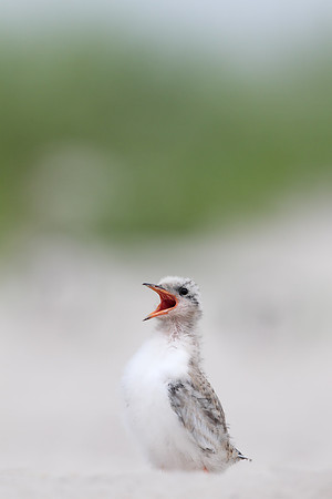 Common Tern