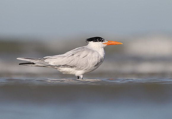 Royal Tern