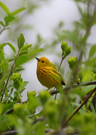Yellow Warbler
