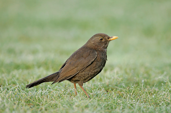 Blackbird